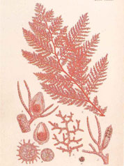 Final full-colour lithographic plate showing Dasya coccinea Agardh (Plate CCLIII) as it appeared in Harveys Phycologia Britannica vol. 2 (1846-51). Harveys book remains the only complete account of the seaweeds of the British Isles