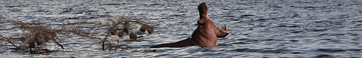 Hippo yawning in Lake Nakuru, Kenya