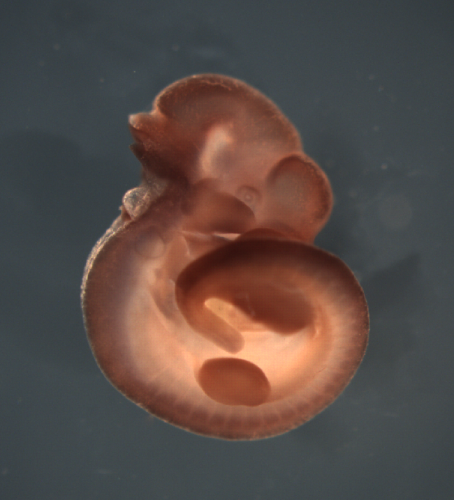 photo of a theiler stage 17 mouse embryo in situ hybridized with a frizzled 3 probe
