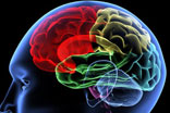 Brain illustration
