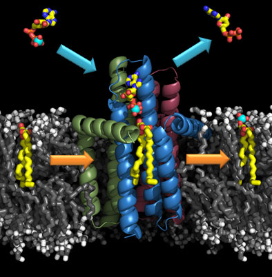 Diacyglycerol