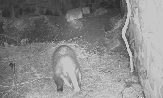 A badger enters its sett in the grounds of the Áras