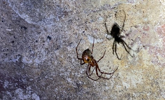 Cave spiders have been recorded in the grounds of the Áras.