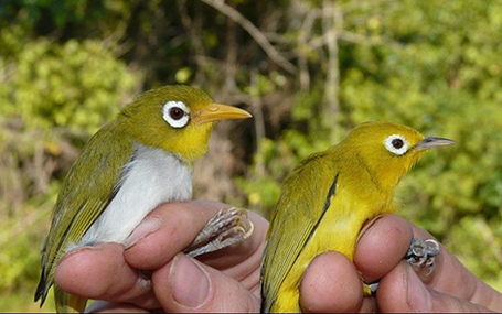 Two new bird species found in Indonesia - Wakatobi white-eye and the Wangi-wangi white-eye 