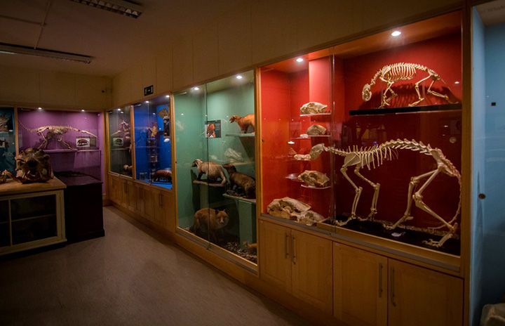Zoology museum