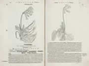 Page from Herbarium Vivae Eicones showing the Arznei-Schlüsselblume (Cowslip, Primula veris).