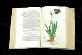 Iris and description in De Historia Stirpium.