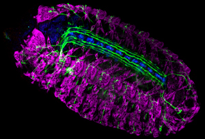 Drosophila neuromuscular system