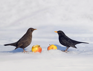 Blackbird and hen