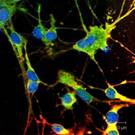 confocal image of neurons - VC.jpg