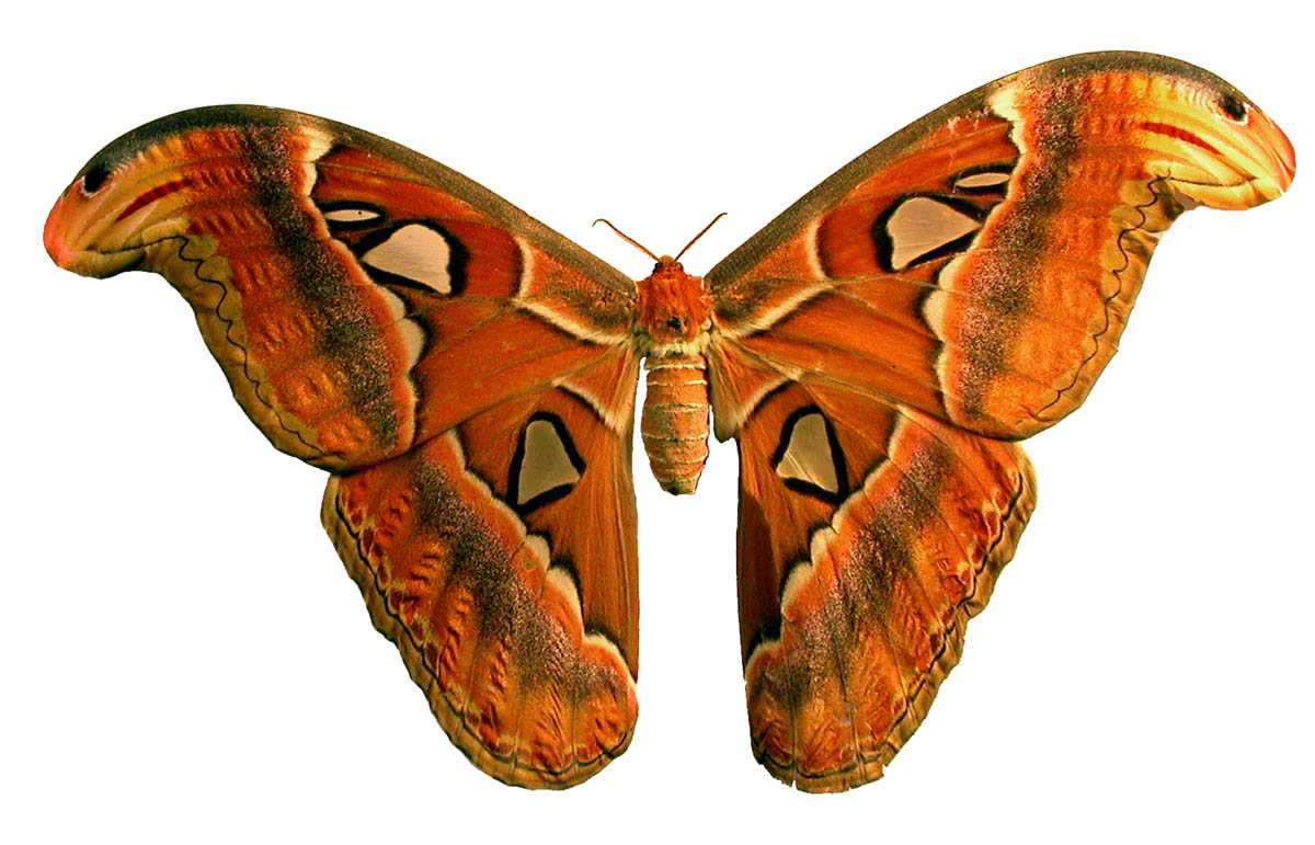 atlas moth image