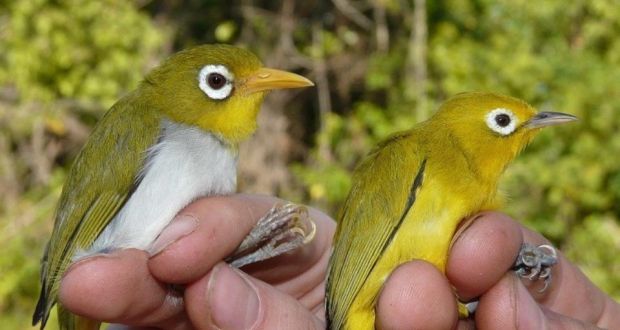 Birds of a feather: Two new species discovered by Trinity zoologists