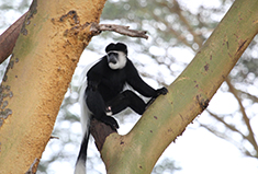 A black and white colobus monkey at Lake Naivasha, Kenya