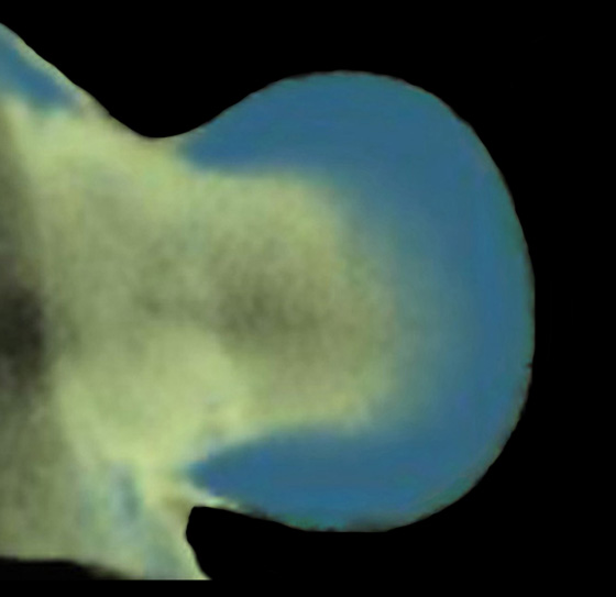 3D computer representation of a theiler stage 19 forelimb in situ hybridized with a frizzled 10 probe