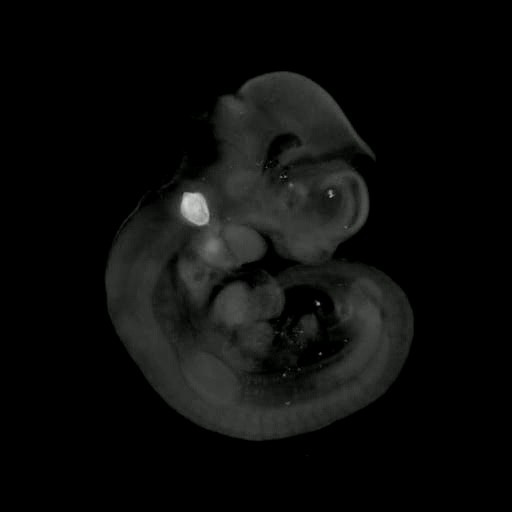 3D computer representation of a theiler stage 17 mouse embryo in situ hybridized with a frizzled 4 probe