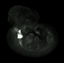 3D computer representation of a theiler stage 19 mouse embryo in situ hybridized with a frizzled 4 probe