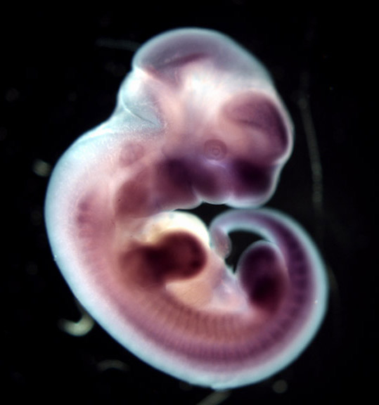 photo of an e11.5 mouse embryo in situ hybridized with a tcf3 probe