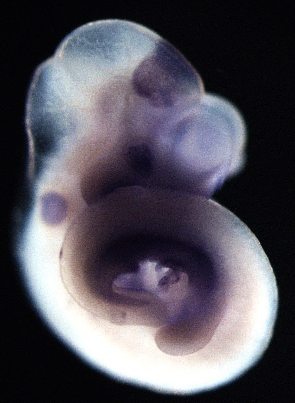 photo of an e9.5 mouse embryo in situ hybridized with a tcf4 probe