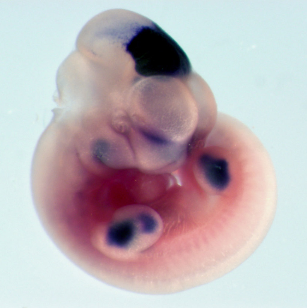 photo of an e10.5 mouse embryo in situ hybridized with a tcf4 probe