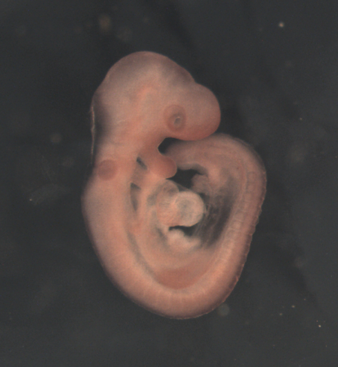 photo of a theiler stage 15 mouse embryo in situ hybridized with a Wnt3A probe