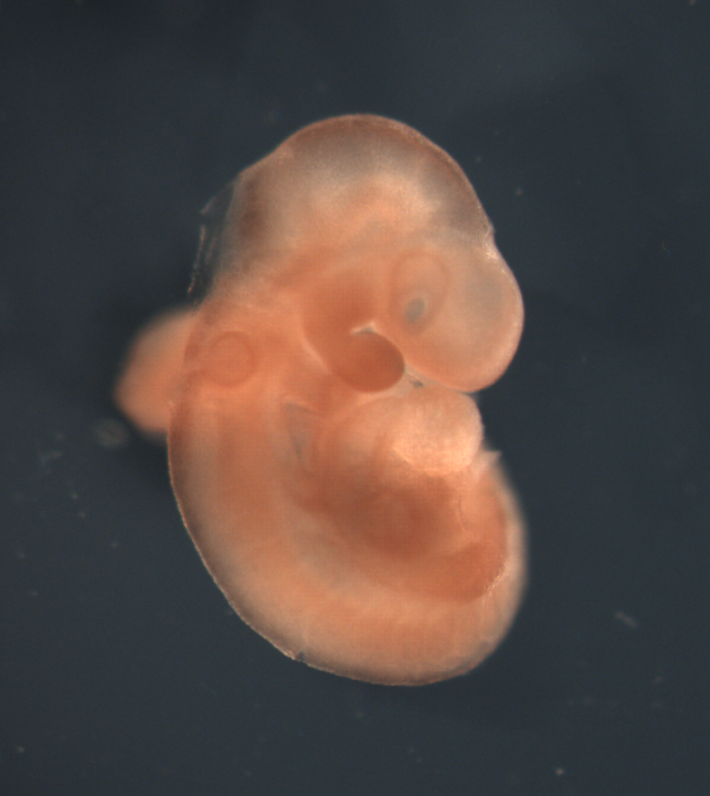 photo of a theiler stage 15 mouse embryo in situ hybridized with a wnt 3 probe