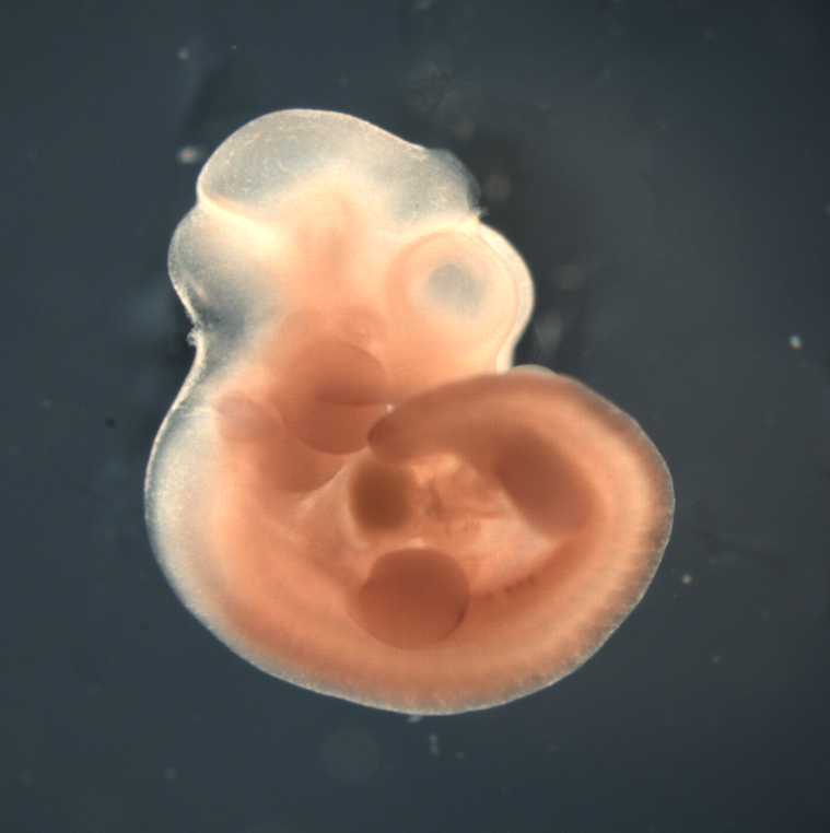 photo of a theiler stage 17 mouse embryo in situ hybridized with a wnt 4 probe