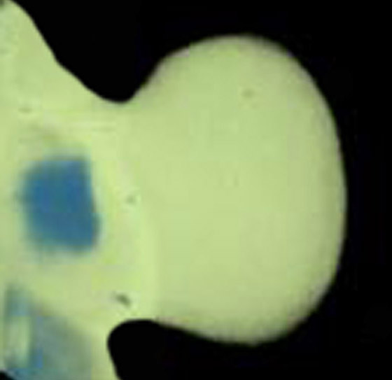3D computer representation of a theiler stage 19 mouse embryo forelimb in situ hybridized with a wnt 5b probe