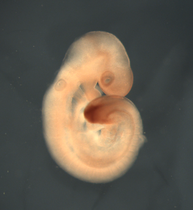 photo of a theiler stage 15 mouse embryo in situ hybridized with a wnt 5b probe