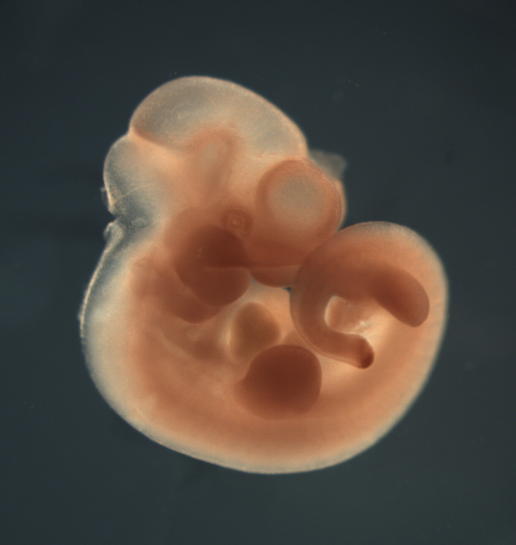 photo of a theiler stage 17 mouse embryo in situ hybridized with a wnt 5b probe