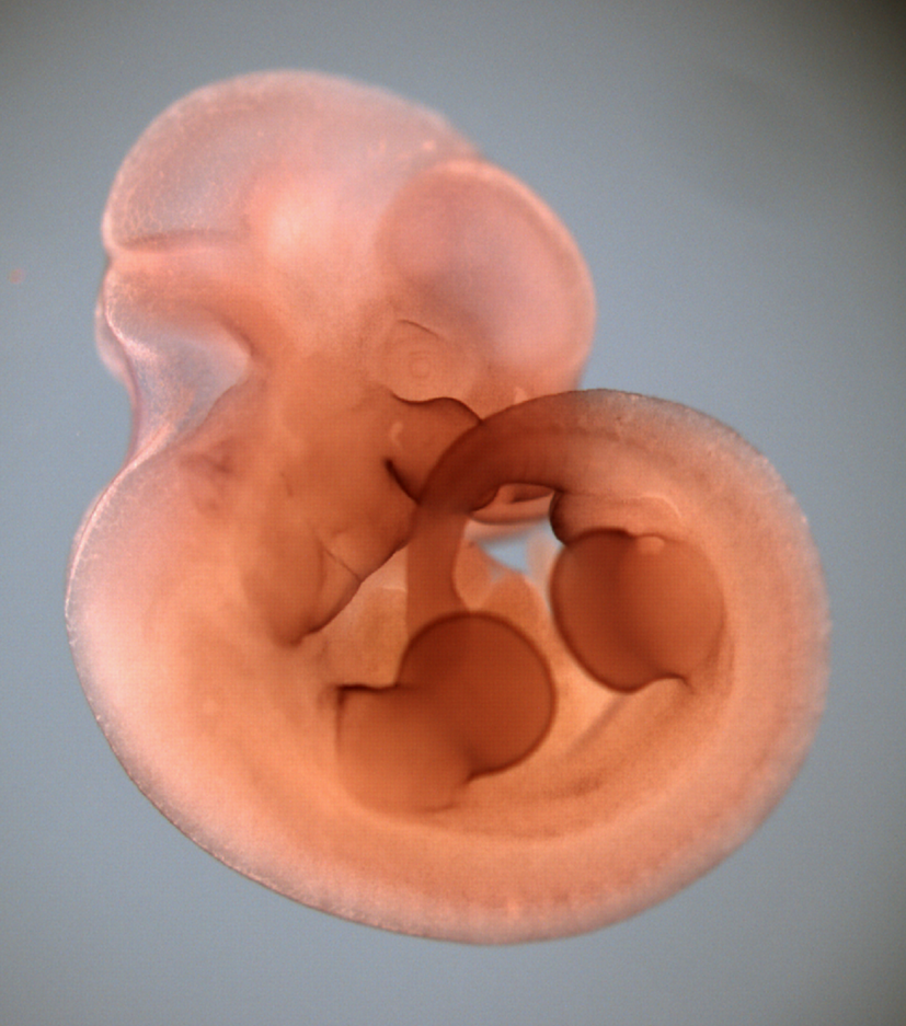 photo of a theiler stage 19 mouse embryo  in situ hybridized with a wnt 6 probe
