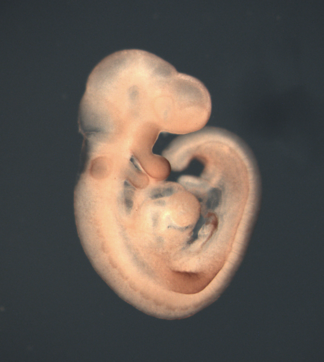 photo of a theiler stage 15 mouse embryo  in situ hybridized with a wnt 6 probe