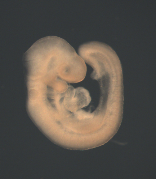 photo of a theiler stage 15 mouse embryo in situ hybridized with a wnt 8a probe
