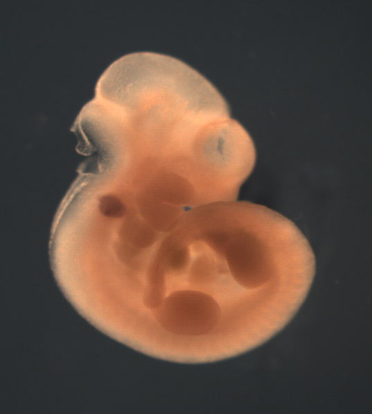 photo of a theiler stage 17 mouse embryo in situ hybridized with a wnt 8a probe