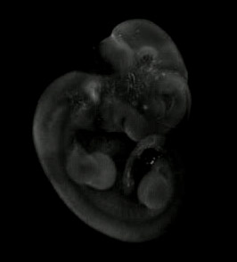 3d computer reconstruction of a mouse embryo in situ hybridized with a wnt 8a probe