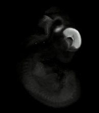 3D computer representation of a theiler stage 19 mouse embryo in situ hybridized with a wnt 8b probe
