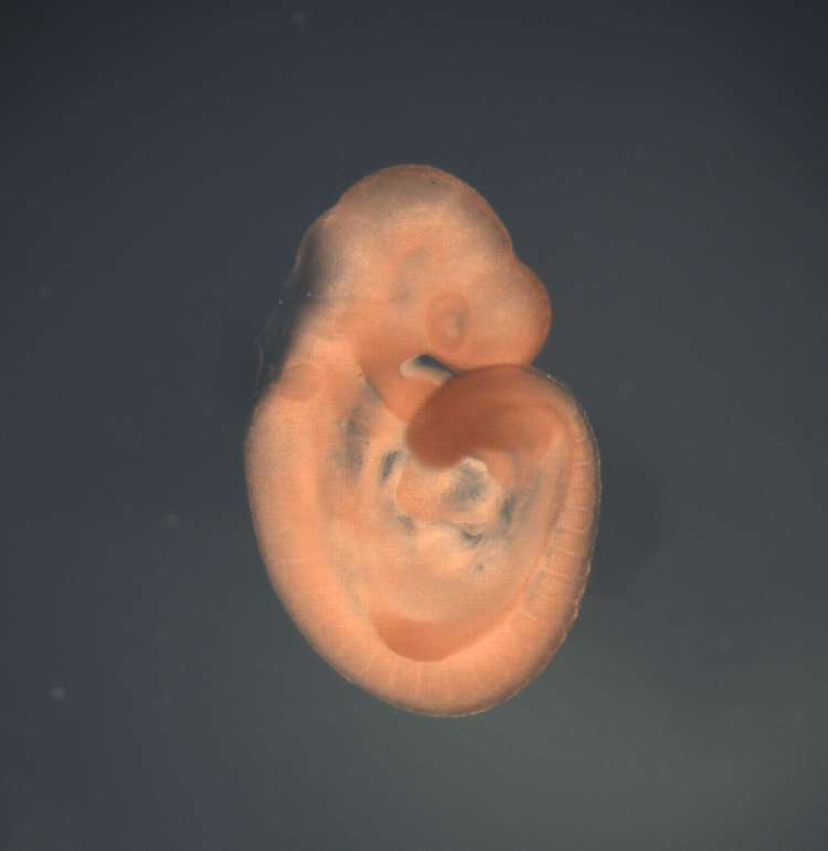 photo of a theiler stage 15 mouse embryo in situ hybridized with a wnt 9a probe