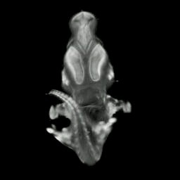 3D computer reconstruction of a mouse embryo in situ hybridized with a Wnt 11 probe, front view