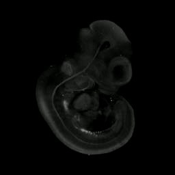 3D computer representation of a theiler stage 17 mouse embryo in situ hybridized with a wnt 4 probe