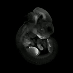 3D computer representation of a theiler stage 17 mouse embryo in situ hybridized with a wnt 5a probe