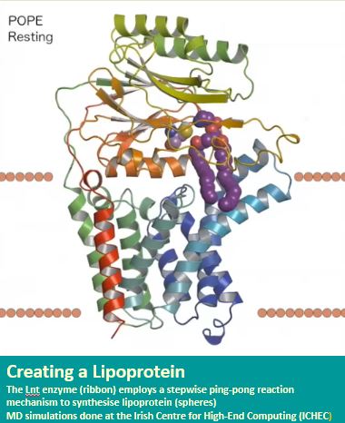 creating a lipoprotein 