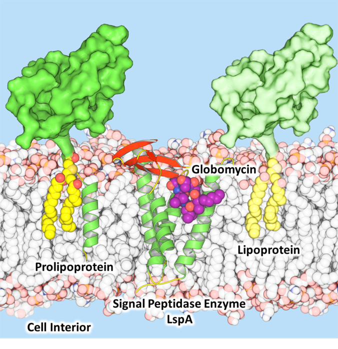 Globomycin blocks lipoprotein maturation enzyme LspA
