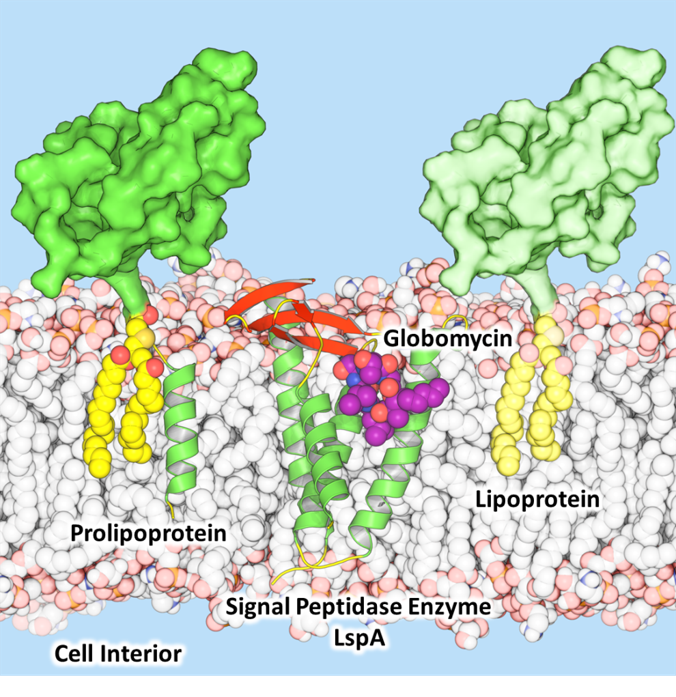 Globomycin blocks lipoprotein maturation enzyme LspA
