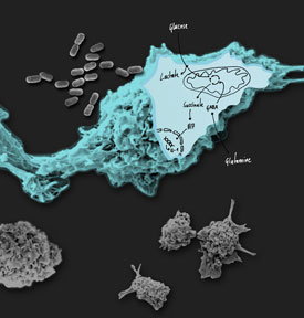 Macrophage Metabolism