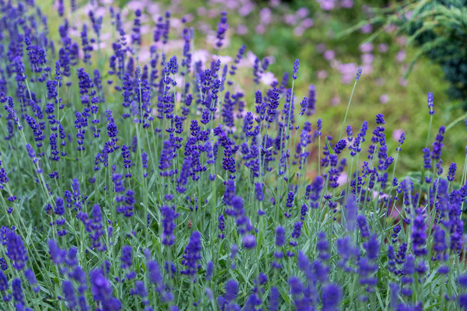 Lavender meadow