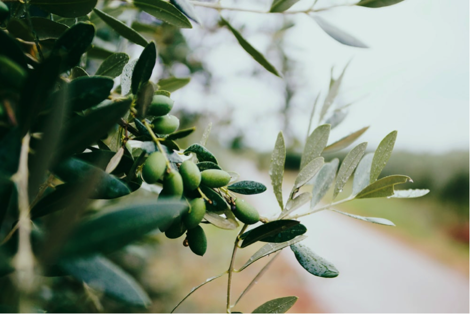 wild olive