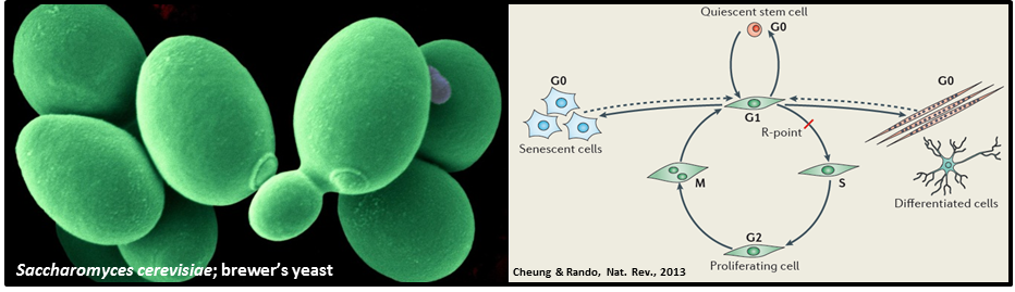 Cellular Quiescence