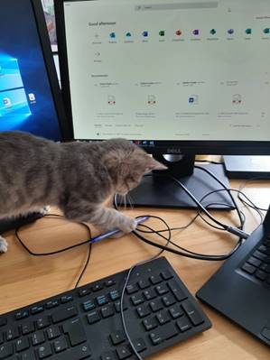 A cat sitting on a desk with a monitor keyboard and mouse  Description automatically generated