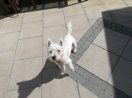 A small white dog standing on a tile floor  Description automatically generated