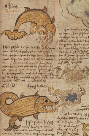 MS 1017 fol 29: 18th-century Icelandic natural history