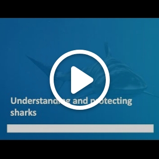 Understanding and protecting sharks